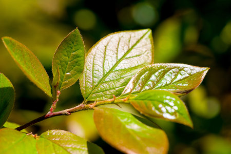 young leaves of the tree in the sun with yellow overflow