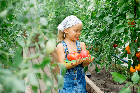 girl collects tomatoes in the greenhouse standing among plants in the bandana and smilingの写真素材