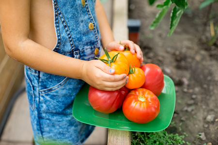 girl collects tomatoes in the greenhouse standing among plantsの写真素材