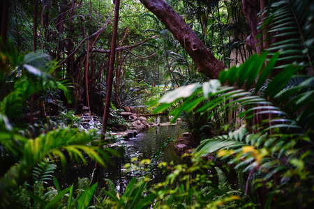 Tropical forest in Thailandの写真素材