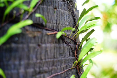 Tropical forest in Thailandの写真素材