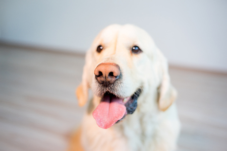 Happy dog at homeの写真素材