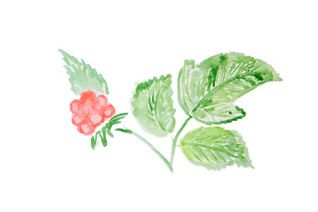 Watercolor illustration of a raspberryの写真素材