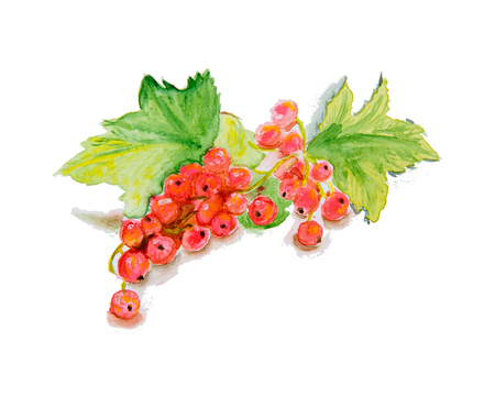 Watercolor illustration Red currantの写真素材