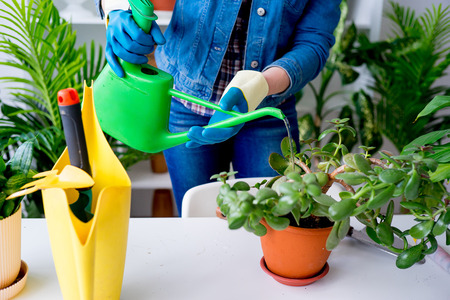 A portrait of a florist at work in greenhouseの写真素材