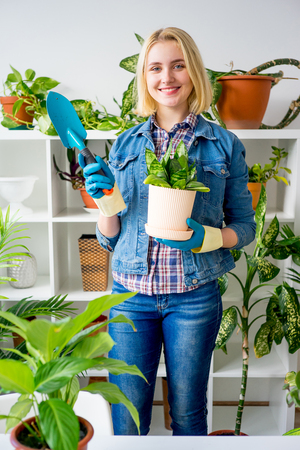 Florist at work in greenhouseの写真素材