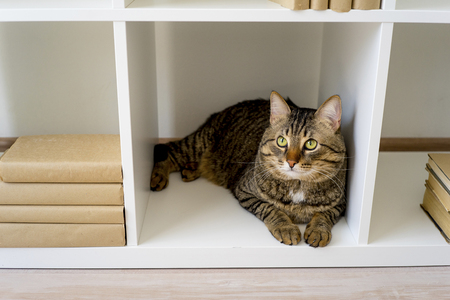 A portrait of a happy cat at homeの写真素材