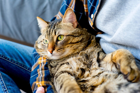 A portrait of a cat at homeの写真素材