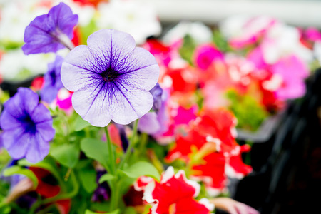 Inside a greenhouseの写真素材