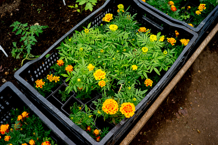 Inside a greenhouseの写真素材