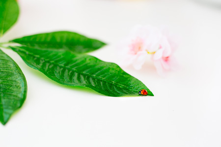 Things for teaの写真素材