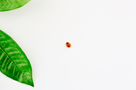 Things for teaの写真素材