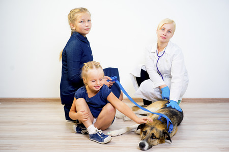 Dog at a vetの写真素材