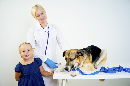 Dog at a vetの写真素材