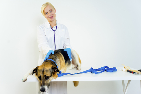 Dog at a vetの写真素材