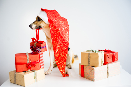 Christmas with a dogの写真素材