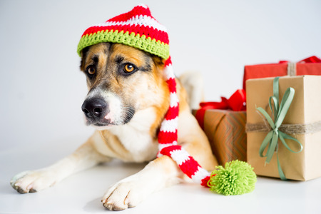 Christmas with a dogの写真素材