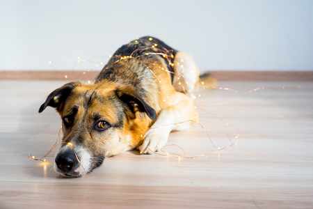 Christmas with a dogの写真素材