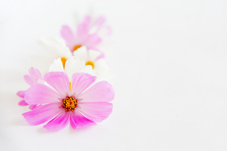 Composition made of bunch of different flowersの写真素材