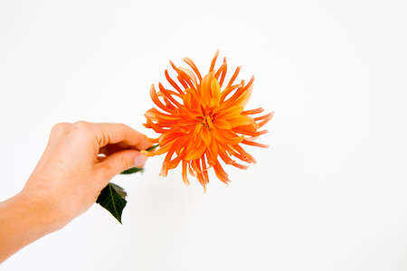 Image of a flowerの写真素材