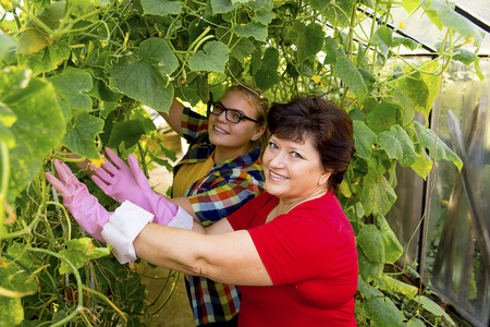 Women working in a greenhouseの写真素材