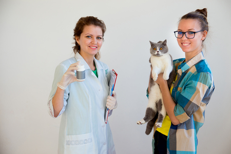 Cat in a vet clinicの写真素材