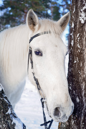 Portrait of a horseの写真素材