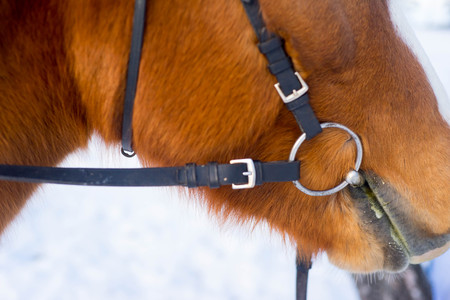 Portrait of a horseの写真素材