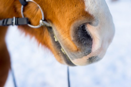 Portrait of a horseの写真素材