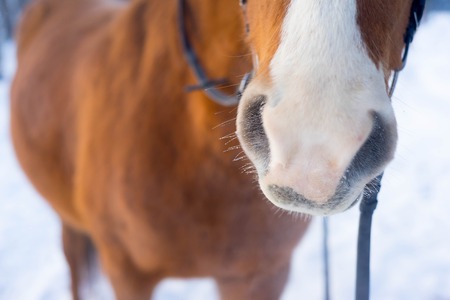 Portrait of a horseの写真素材