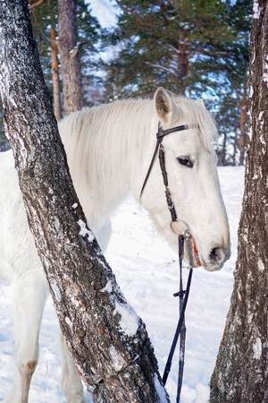 Portrait of a horseの写真素材