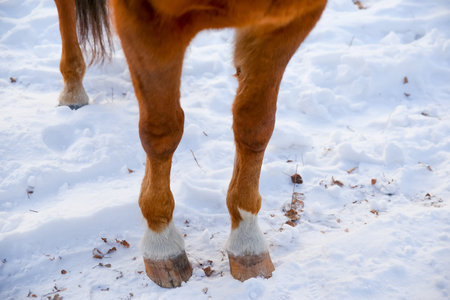 Portrait of a horse