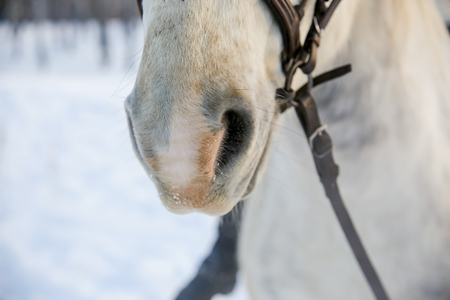 Portrait of a horseの写真素材
