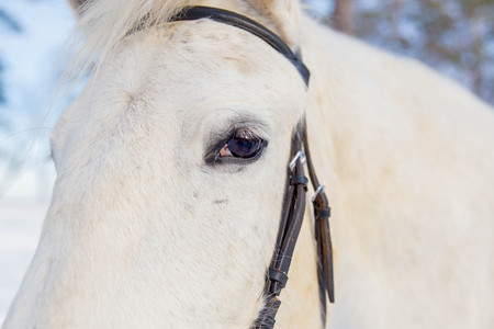Portrait of a horseの写真素材