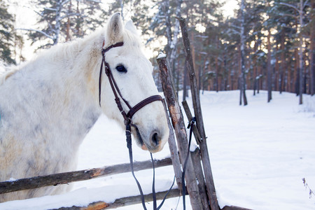 Portrait of a horseの写真素材