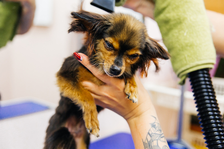 Grooming a dogの写真素材