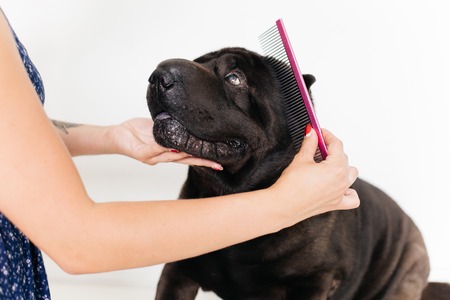 an image of a dogの写真素材