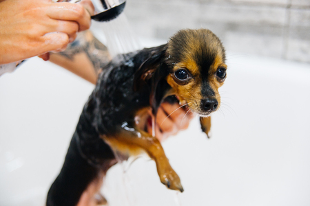 Grooming a dogの写真素材