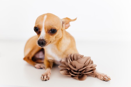 an image of a dogの写真素材