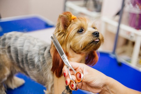 Grooming a dogの写真素材
