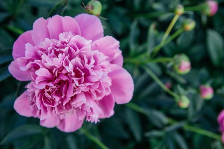 leaves and flowersの写真素材