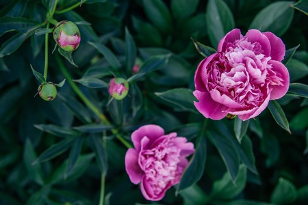 leaves and flowersの写真素材