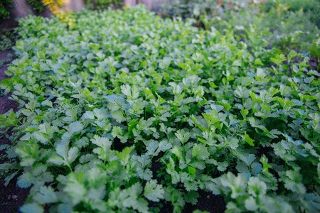 leaves and flowersの写真素材