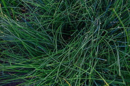 leaves and flowersの写真素材