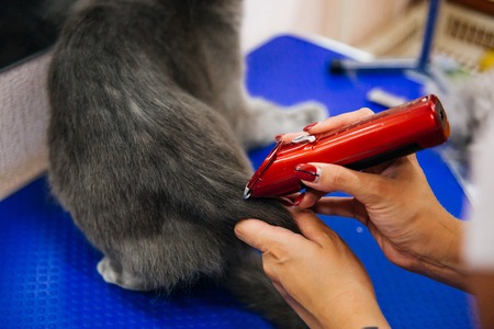 Grooming a cat in a hair salon for petsの写真素材