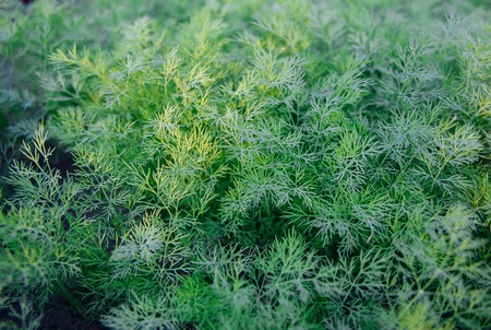 an image of tropical green leaves and flowersの写真素材