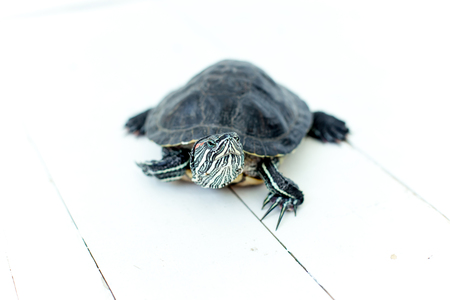 an image of a pet turtle on a white tableの写真素材