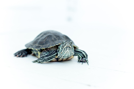 an image of a pet turtle on a white tableの写真素材