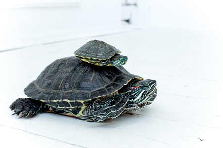 an image of a pet turtle on a white tableの写真素材