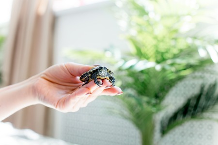 an image of a pet turtle on a white tableの写真素材